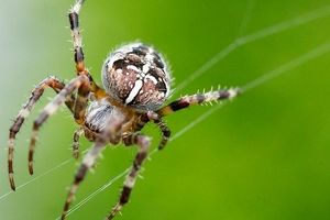 سرنخ هایی برای درمان آلزایمر با کمک عنکبوت ها