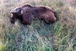 لحظه کشتن خرس قهوه‌ای در آذربایجان شرقی/ ویدئو