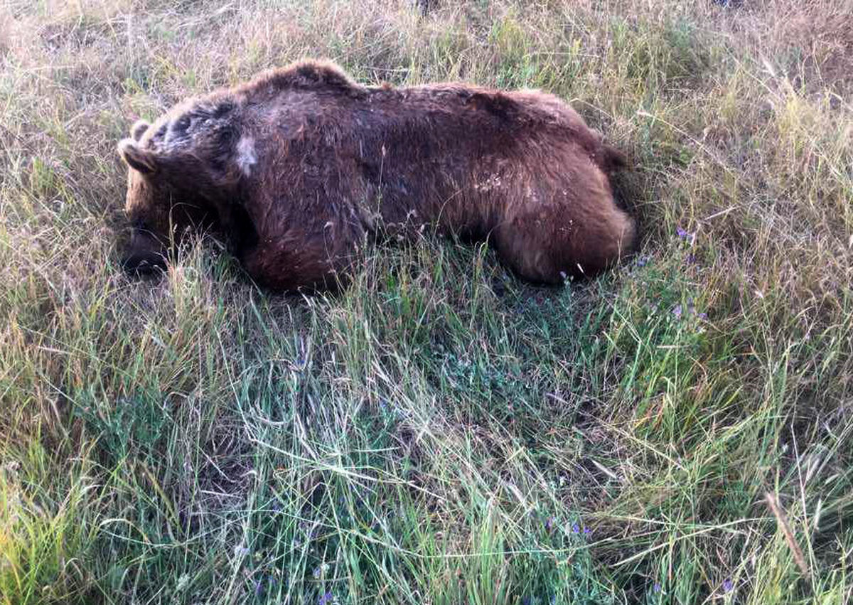 لحظه کشتن خرس قهوه‌ای در آذربایجان شرقی/ ویدئو