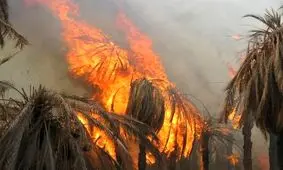 آتش‌ سوزی در نخلستان‌ های نیکشهر/ ۲۰۰۰ درخت مثمر ‌خاکستر شد/ ویدئو