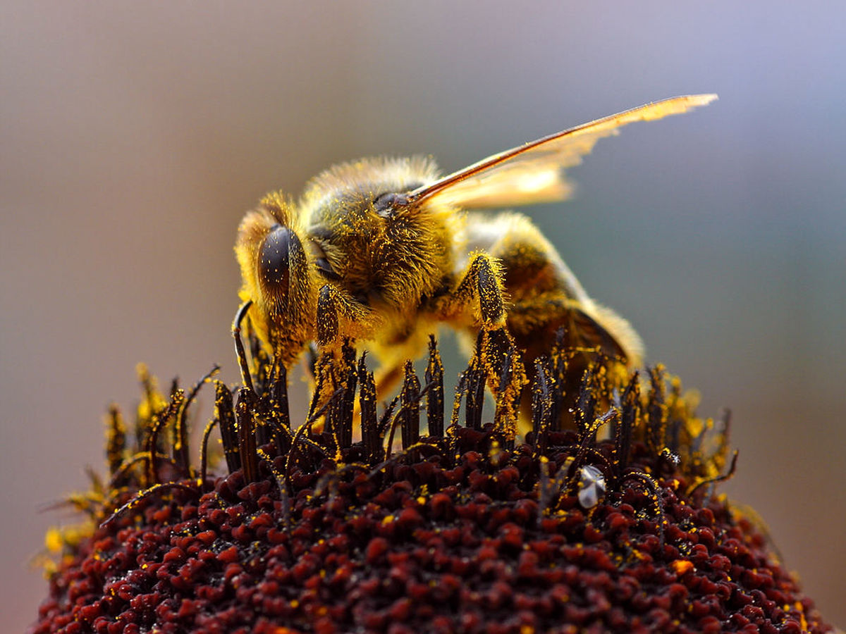 پستاندار ترسناکی که خود را زنبور جا می‌زند