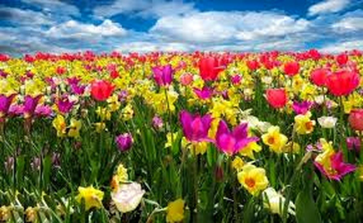 ۵ گل که تاریخساز شدند