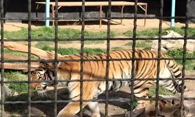 حمله ببر به عوامل برنامه تلویزیونی و جراحت یکی از مستندسازان
