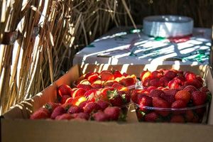 توت فرنگی محبوب‌ترین میوه‌ ایرانی/ ۱۲۰ هزار تن توت‌فرنگی روانه بازار شد

