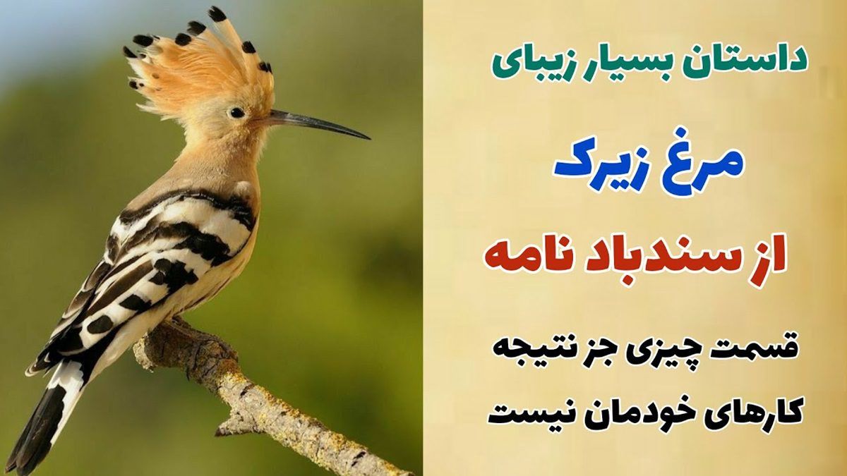 حکایت مرغ زیرک 2