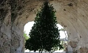 رشد عجیب یک درخت از سقف ویلای امپراطور روم!