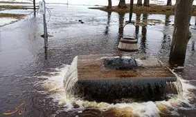 درخت عجیبی که تبدیل به فواره می شود!