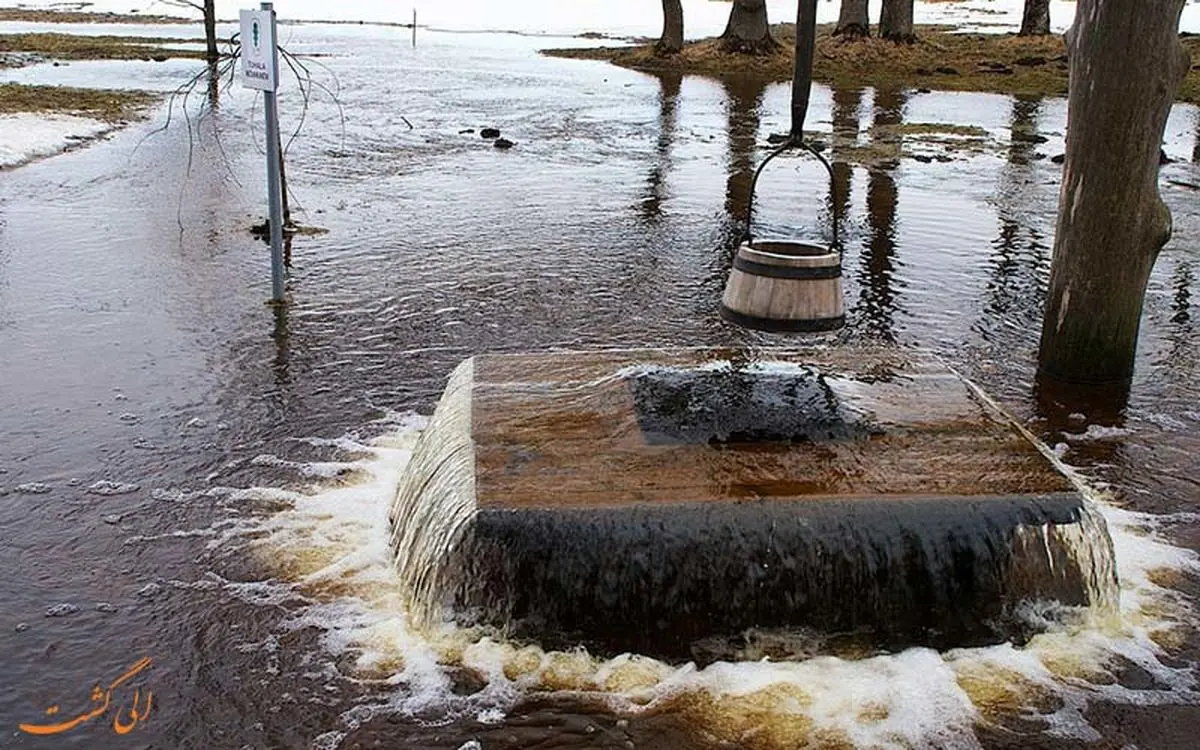 درخت عجیبی که تبدیل به فواره می شود!