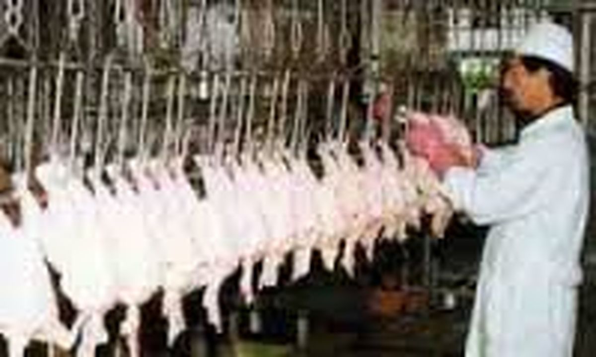 خودکفایی در تولید گوشت سفید در کشور