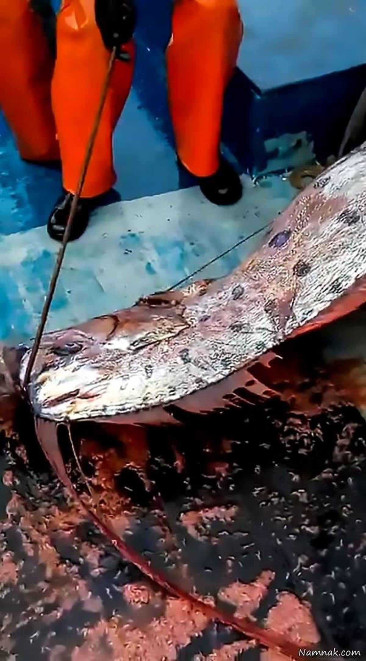 صید ماهی عجیب و غریب 5 متری با 150 کیلو وزن! + عکس