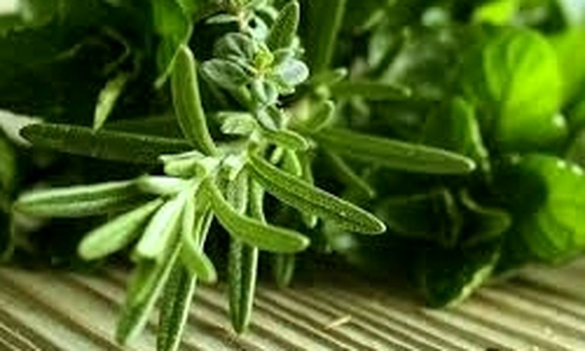 ناراحتیهای گوارشی را با مصرف این گیاه برطرف کنید