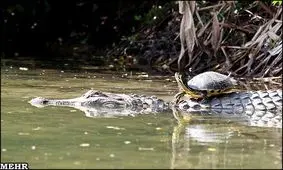 دوستی شگفت انگیز کروکودیل و لاک پشت!