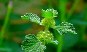 خواص و فواید گیاه افنان برای زنان