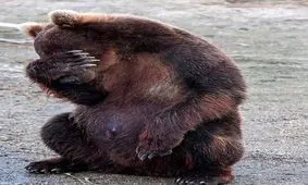 ویدئویی تکان دهنده از خرس‌های باغ وحشی در اندونزی که دچار سوءتغذیه شده‌اند.