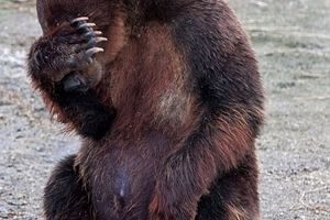 ویدئویی تکان دهنده از خرس‌های باغ وحشی در اندونزی که دچار سوءتغذیه شده‌اند.