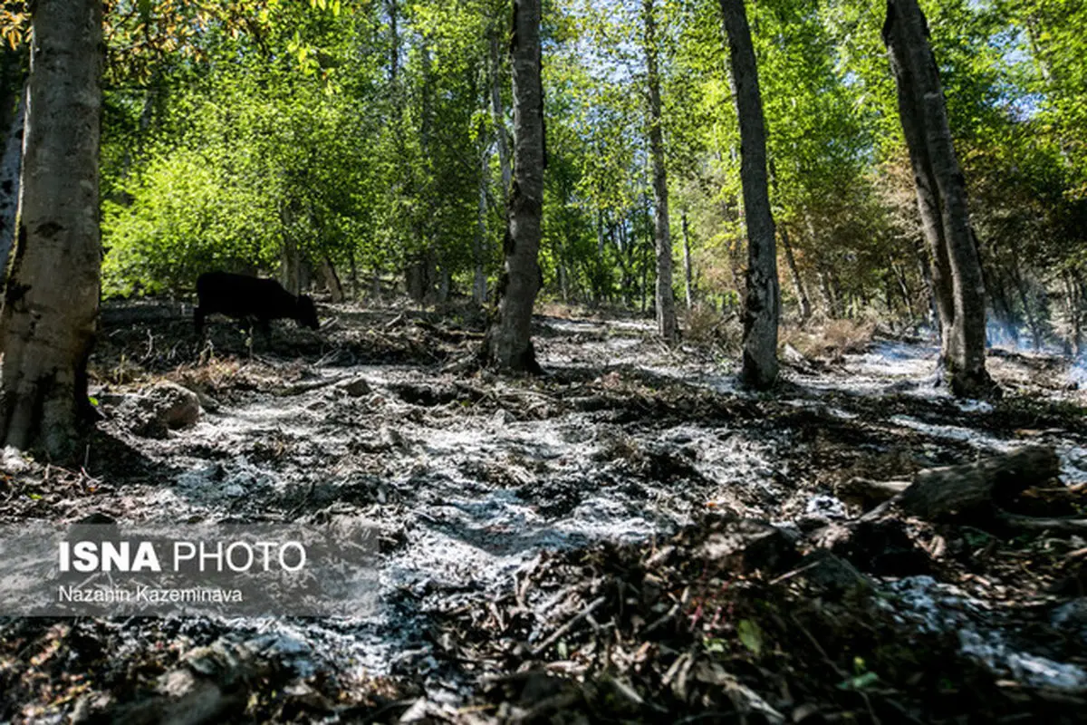 کاهش سه برابری جنگل های شمال در 2 دهه