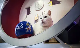 مرگ ناگهانی گربه پیشگو پیش از پایان جام جهانی ۲۰۱۸