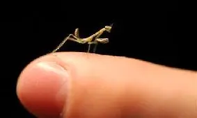 بیرحمترین حشره دنیا چه نام دارد؟