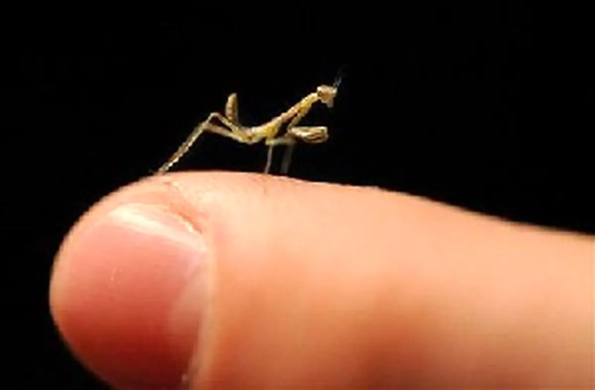 بیرحمترین حشره دنیا چه نام دارد؟