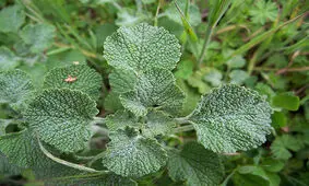 آشنایی با خواص عرق فراسیون