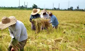 کشاورزی سنتی دستش به خون تنوع زیستی آغشته است