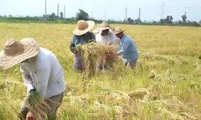 کشاورزی سنتی دستش به خون تنوع زیستی آغشته است