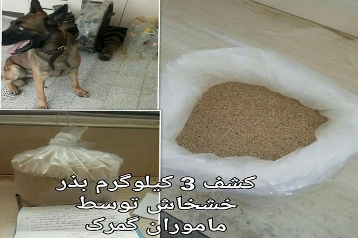 کشف ۳کیلوگرم بذر خشخاش از یک دستگاه کامیون