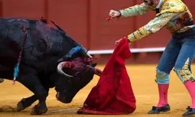 گاوهايي كه حيوان نيستند !