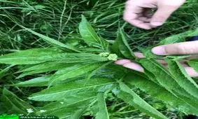 روایت خبرفوری از کشت ماری جوانا در مزارع شمال کشور/ ستاد مبارزه با مواد مخدر چه می‌کند؟