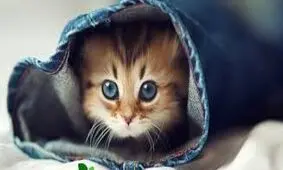 خفه شو بچه بذار بخوابیم