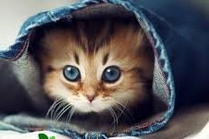 خفه شو بچه بذار بخوابیم