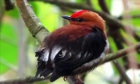 پرنده ای که با بالهایش آواز می خواند!