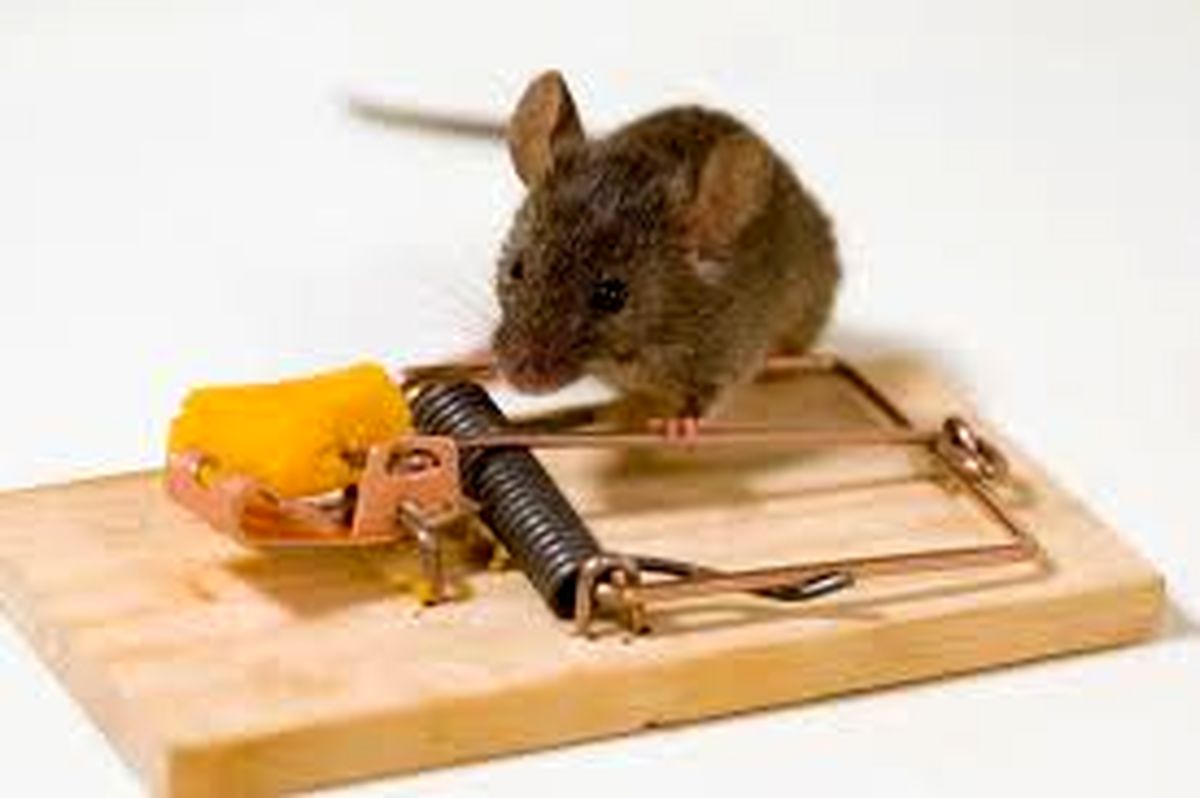 مبارزه تن به تن یک زن با موش