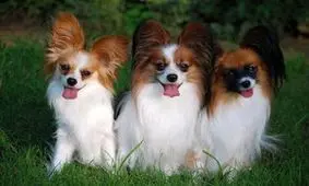 فروش سگ‌های تزئینی میلیونی در مشهد!