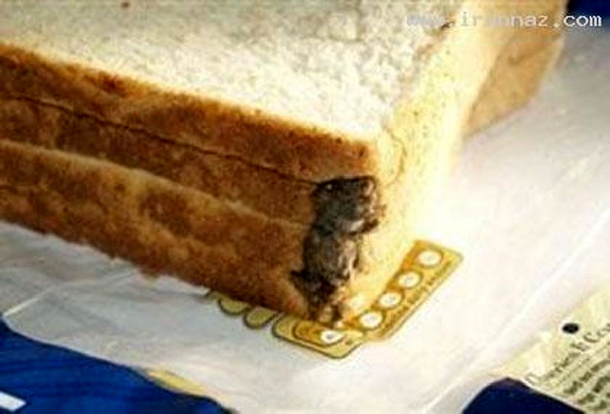 پیدا شدن یک موش پخته شده در نان صبحانه
