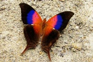 این پروانه لقب زیباترین پروانه دنیا را به خود گرفت
