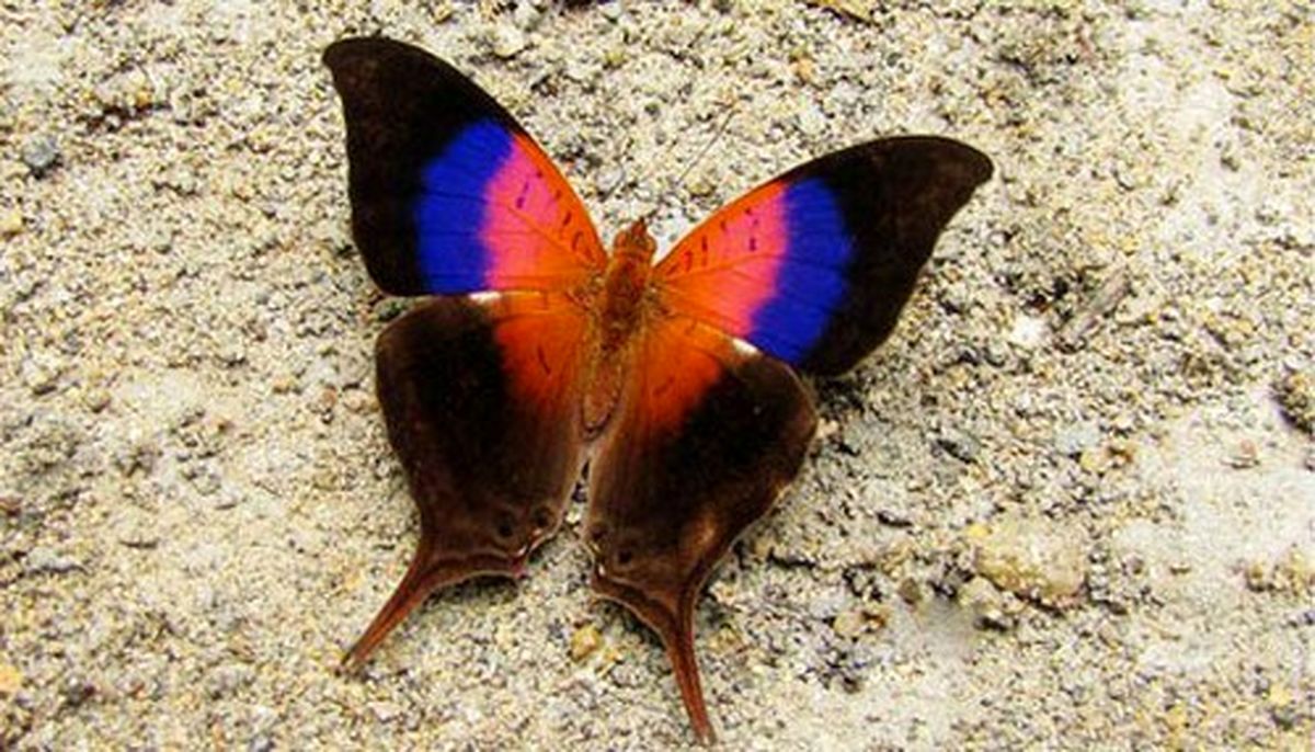 این پروانه لقب زیباترین پروانه دنیا را به خود گرفت
