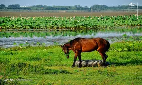 گزارش تصویری/ دیدنی‌های تالاب زیبای انزلی