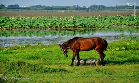 گزارش تصویری/ دیدنی‌های تالاب زیبای انزلی