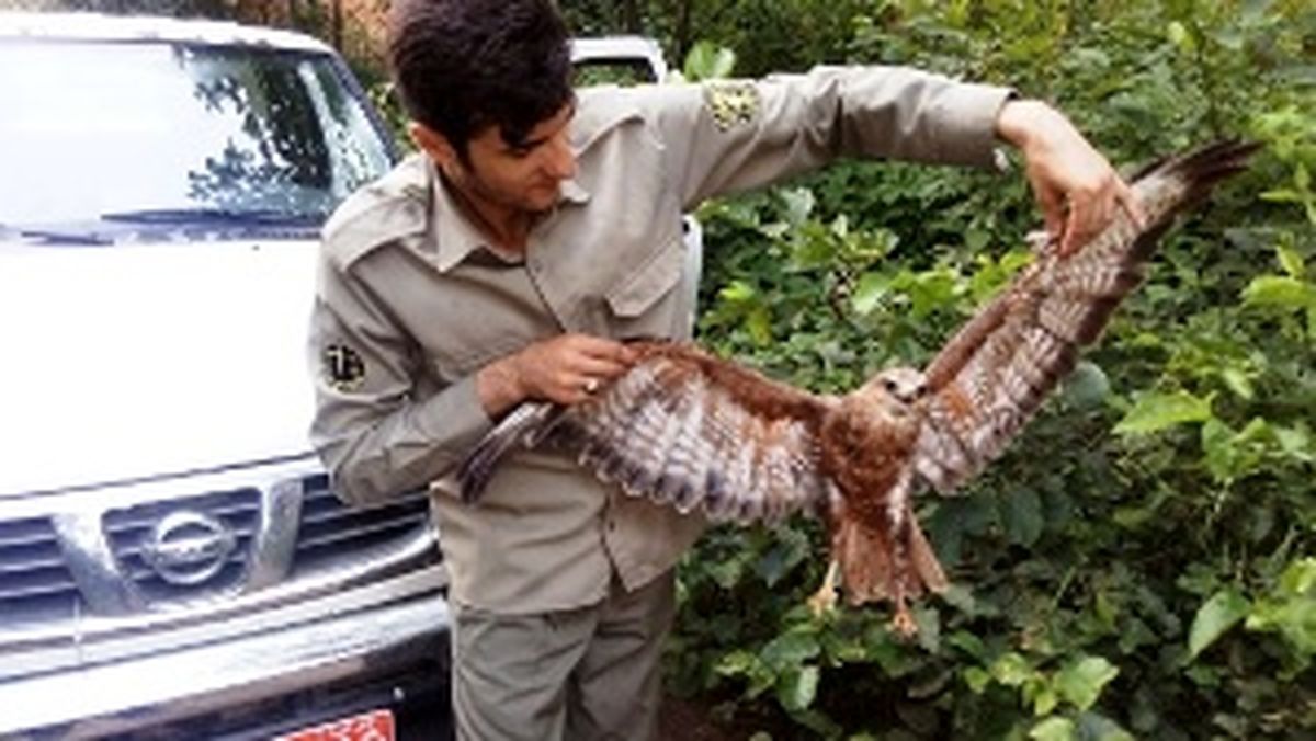 نجات یک بهله عقاب در رودبار