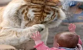 ببر طلایی بنگال با این دختر خانم چه کار داره!!