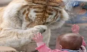 ببر طلایی بنگال با این دختر خانم چه کار داره!!
