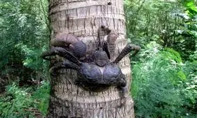 این موجود ترسناک عاشق نارگیل است!