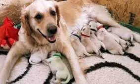 چه ذوقی کرده واسش یه توله آوردن