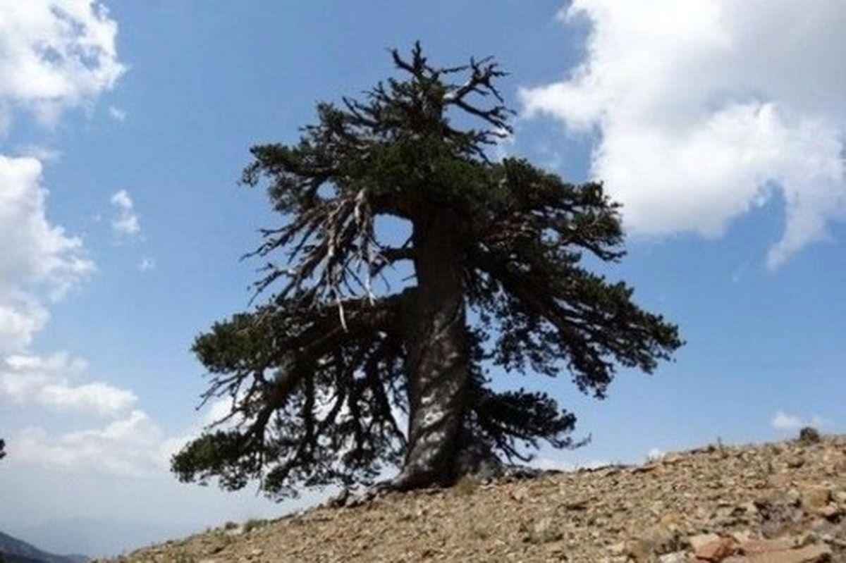 با پیرترین درخت زنده اروپا آشنا شوید