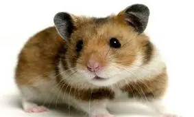 همستر شگفت انگیزی که رانندگی می کند