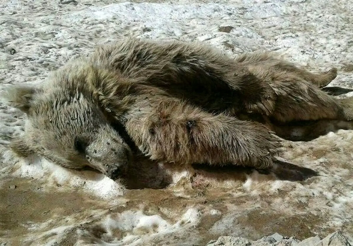 کشتار خرس با اسلحه شکاری در ارتفاعات ماسال