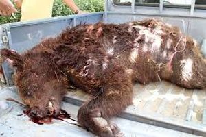 شلیک مرگ شکارچی بی رحم به خرس گریزلی در ماسال گیلان