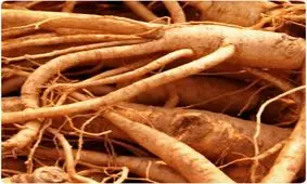 یکی از فواید بسیارمهم جینسینگ قرمز