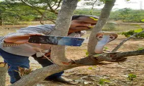 مرد شجاع با یک مار افعی سلفی گرفت